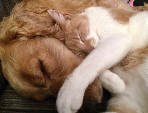 Presentazione servizi alle famiglie “Mondo pet”